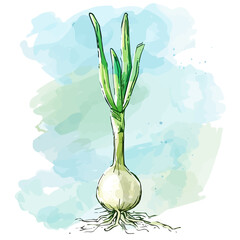 Vector illustration set, eps format, My Watercolor illustration, green onion painting isolated on a white background, EPS painting design