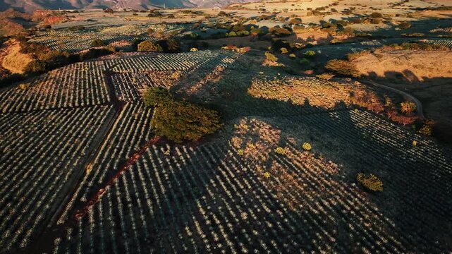Aerial view of neatly organized rows of agave plants bathed in warm sunlight, creating striking patterns and textures on the landscape, Jalisco, Mexico.