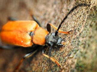 The red-brown longhorn beetle (Stictoleptura rubra). Portrait, macro.