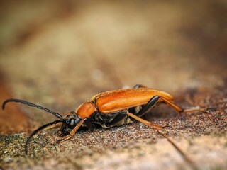 The red-brown longhorn beetle (Stictoleptura rubra).  Side view, close up.