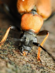 The red-brown longhorn beetle (Stictoleptura rubra). Portrait, macro.