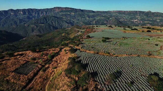 Aerial view of neatly patterned agave fields contrasting with the rugged, mountainous terrain under a clear sky, Jalisco, Mexico.