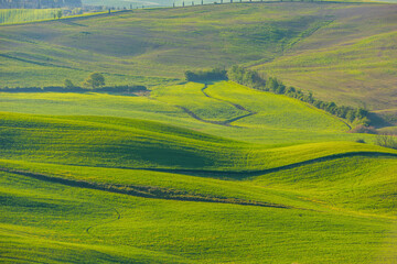 Naklejka premium Amazing Tuscany panoramic landscape with green rolling hills with trees in spring, Italy.