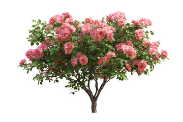 Fototapeta premium Pink Rose Bush on Transparent Background