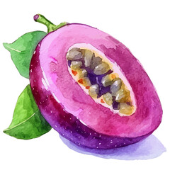 Vector illustration set, eps format, My Watercolor illustration, sliced purple passion fruit painting isolated on a white background, EPS painting design
