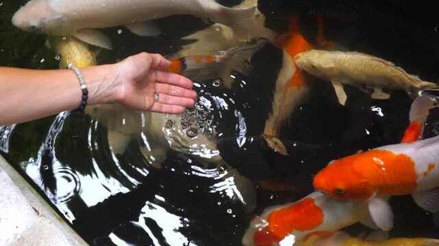 Vertical screen a woman gently offers food to a group of vibrant koi fish, creating ripples on the dark water's surface as they eagerly gather