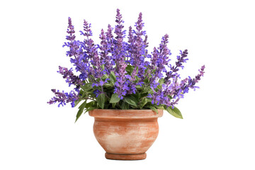 Fototapeta premium Salvia flowers in terracotta pot on transparent background