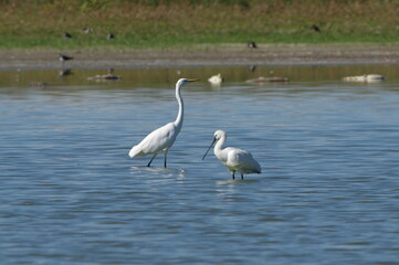 Great egret and Eurasian spoonbill