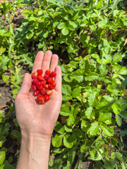 Handful of Ripe Wild Strawberries Picked from Organic Garden - Natural Healthy Fruit Harvest with Strawberry Plants Background