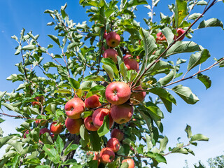 Harvest Season Apple Tree. Cluster of Ripe Red Apples Growing Naturally on Branch with Foliage Against Blue Sky Background