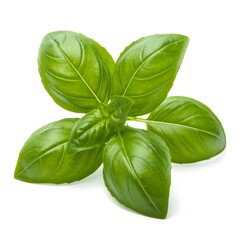 Fresh basil leaves close-up