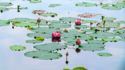 Lotus pond. Water lily close up. Sacred lotus flower in Buddhism. Calmness and tranquility. Spa...