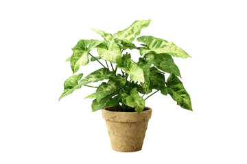 Obraz premium Syngonium Arrowhead Vine in Pot on Transparent Background