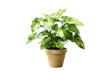 Syngonium Arrowhead Vine in Pot on Transparent Background