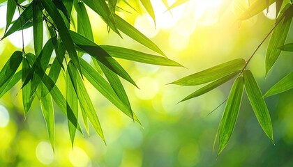 Lush Green Bamboo Leaves Framing Soft Bokeh Sunlight with Abstract Bright Yellow Glow Through Bamboo Forest Background