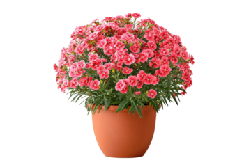 Dianthus Sweet William Plant in Pot on Transparent Background