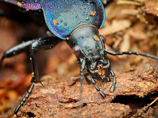 The violet ground beetle, or the rain beetle (Carabus violaceus). Portrait. Macro.