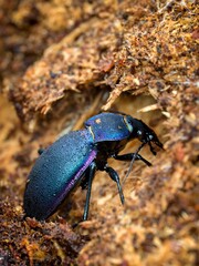 The violet ground beetle, or the rain beetle (Carabus violaceus). Side and top view. Macro.