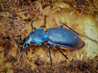 The violet ground beetle, or the rain beetle (Carabus violaceus). Side and top view. Macro.