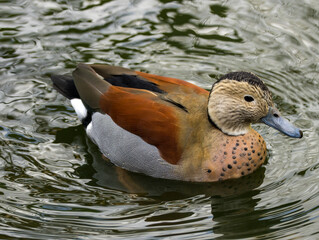Sarcelle à collier noir
