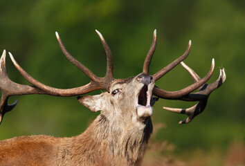 Portrait of a red deer stag calling during the rut in autumn