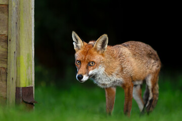Portrait of a red fox standing on green grass in a meadow