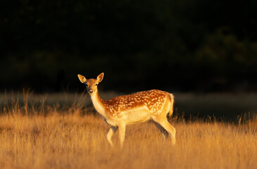 Portrait of a young fallow deer standing in a meadow