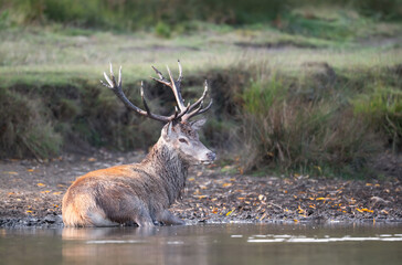 Red deer stag calmly resting in shallow water beside a pond