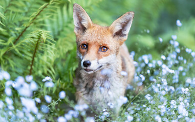 Portrait of a cute red fox framed by green ferns and blue flowers