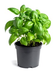 Fresh basil plant in a dark pot