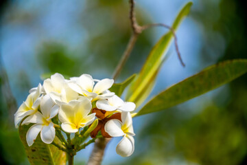 Plumeria flower on a tree. White tropical frangipani flower. Tropical landscape of beautiful plants and flowers.