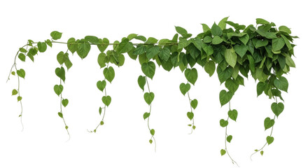 Isolated Vine with Heart-Shaped Leaves, Perfect for Overlays, Green Plant Decor, and Accents