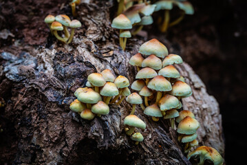 Fungi flourish on a decaying tree, playing a vital role in decomposition and nutrient cycling in the forest ecosystem.