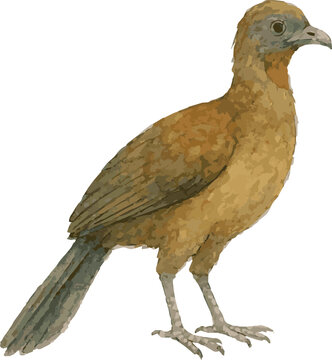 Watercolor vector illustration of a chachalaca bird