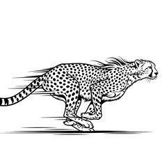 Cheetah running full speed illustration dynamic animal sketch, spotted coat, athletic movement, black and white line art isolated on white background drawing.