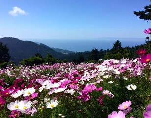 Panoramic view of cosmos flowers with mountains and ocean