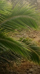 Fototapeta premium Lush Palm Fronds - A Tropical Oasis of Greenery.