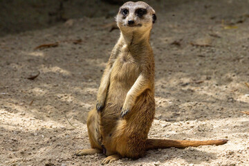 Suricate