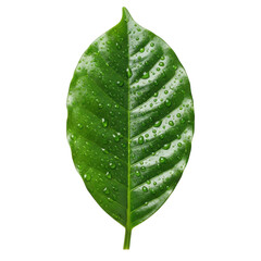 A single vibrant green coffee leaf with water droplets isolated on transparent background