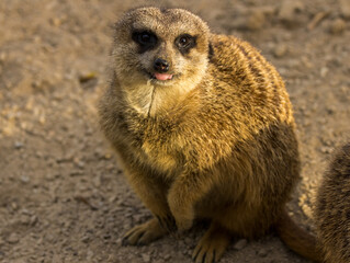Fototapeta premium Suricate