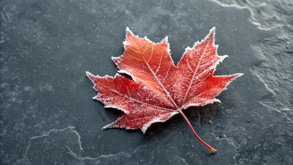 Frost Covered Red Maple Leaf on Dark Slate Background Under Bright Morning Light