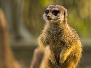 Suricate