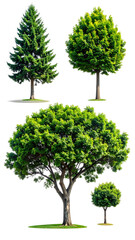 Four different trees, various shapes and sizes
