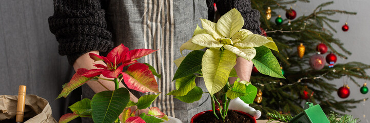 A cozy holiday scene with a man repotting Poinsettia flowers by a Christmas tree, capturing the...