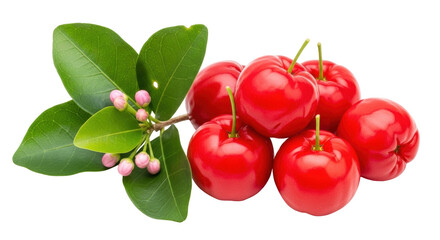 Isolated pile of fresh Barbados cherries, ripe and plump, with leaves and unripe pink buds