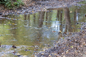 Autumn Season Leaves Floating on the River
