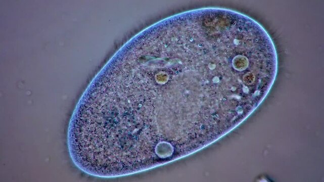 Paramecium protozoa under microscope, 400x magnification 