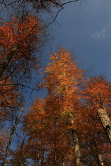 blue skies and yellowing leaves in autumn