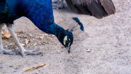 Kolorowy samiec pawia (Pavo cristatus) wpatruje się intensywnie w nasiono, które zamierza...