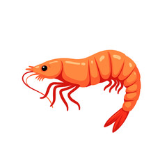 Shrimp illustration in vibrant orange color on white background